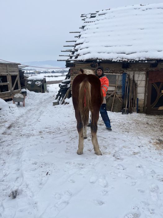 Vand mănză de 8 luni pret 1500 de euro