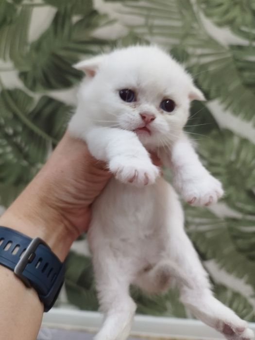 Чистокровные милые здоровые малыши