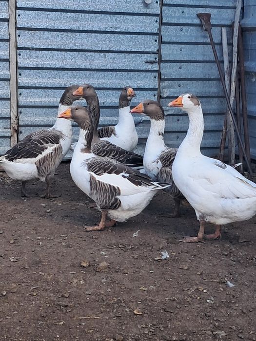 Продам домашних гусей