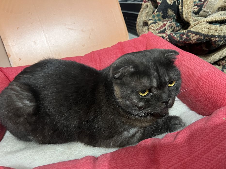 шотландская вислоухая кошка