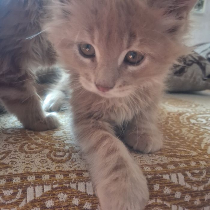 Продам котят мейн кун