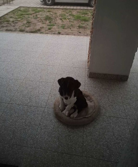 Adoptie labrador 5 luni