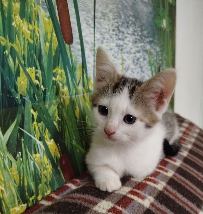 Отдам в добрые руки котят