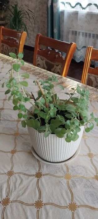 Комнатные цветы - Мята