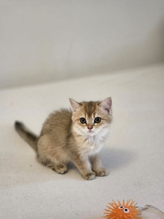 British shorthair băiețel