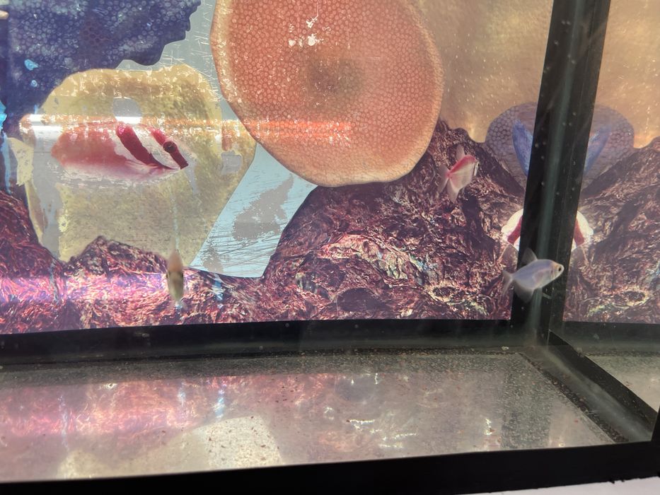 Аквариум с рыбками