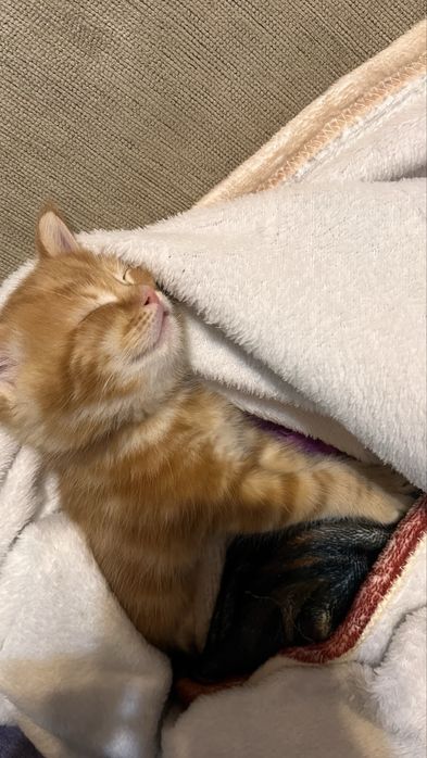 Отдам котяток/породистые