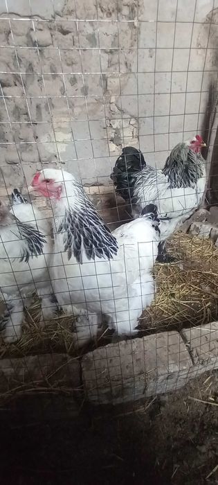 Palivi , svetli, tyommi pux brama tovuq xorazlari sotiladi.urganch