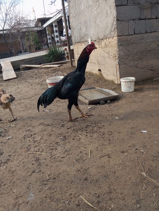 Яйцо байцовые за 2500тг