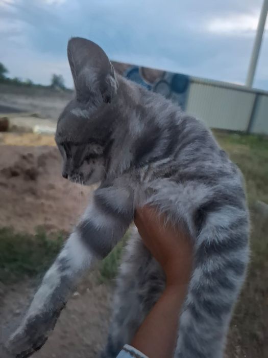 Котята бесплатно