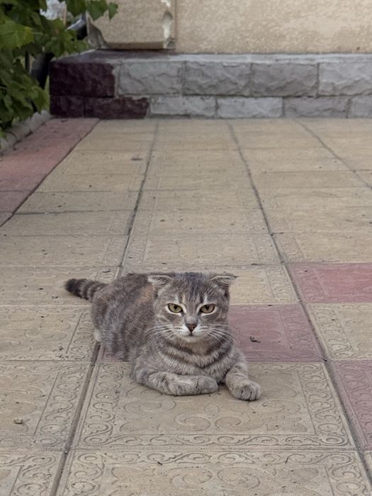 Кошка 1 год Отдам в добрые руки