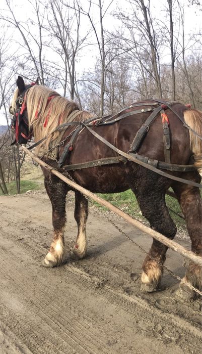 Armasar semigreu de 10 ani