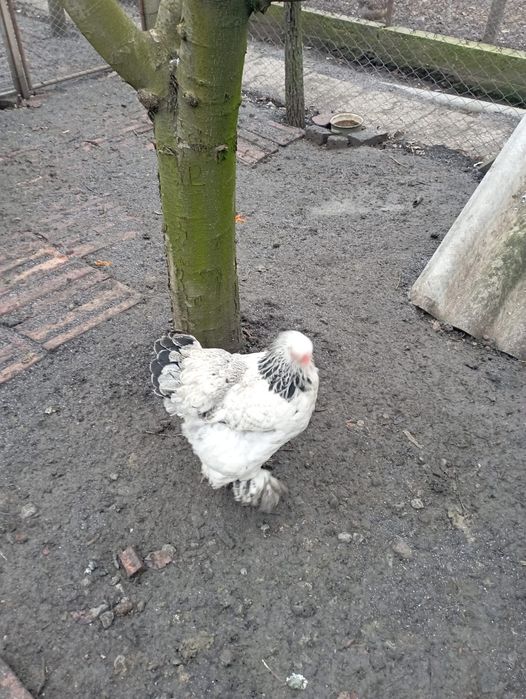 Găini Brahma Negru si Herminat Deschis