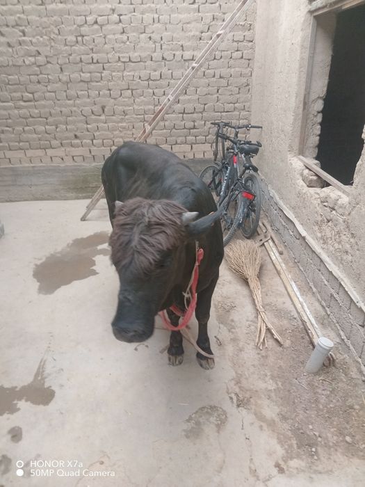 Jaydari Buqala sotiladi