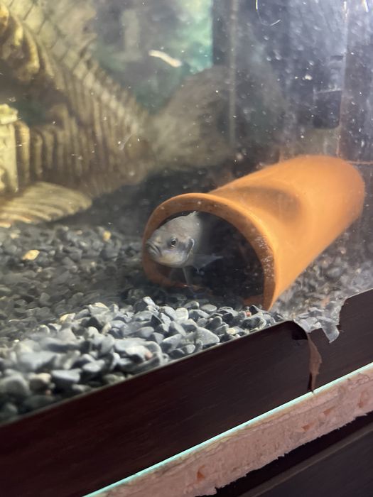 Продам рыбок символически