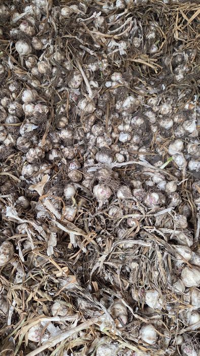 Vând usturoi romanesc