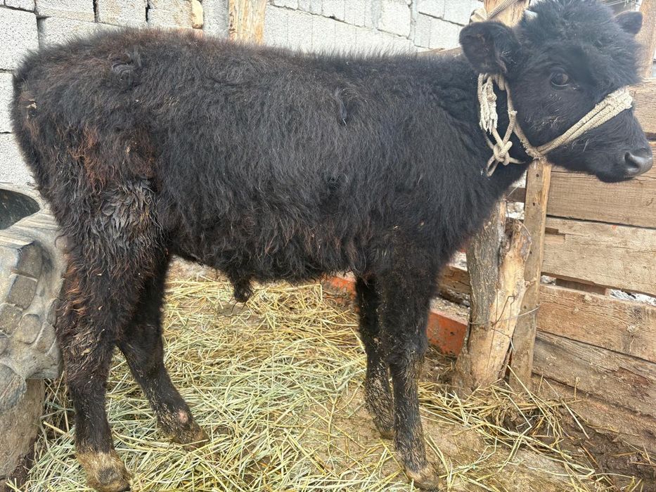 Зор Өгізшшелер сатылады