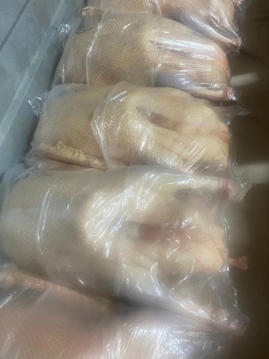 Гуси молодые . Утки молодые