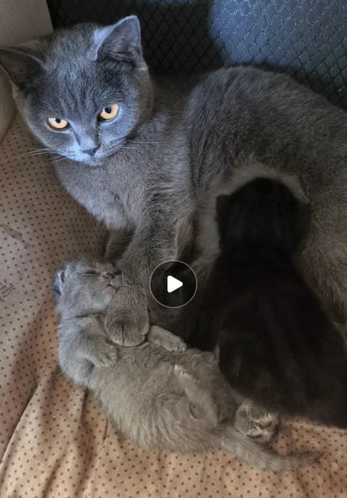 Котята британцы.