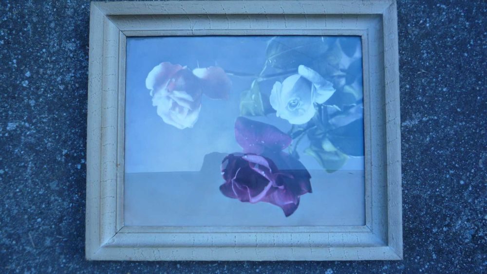 Картина с рози българска