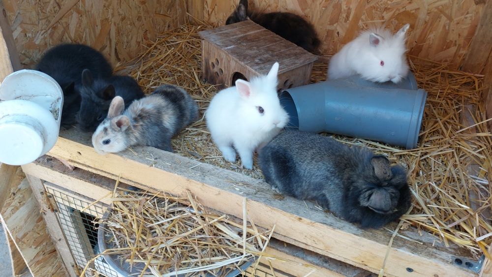 Iepurasi pitici de gradina