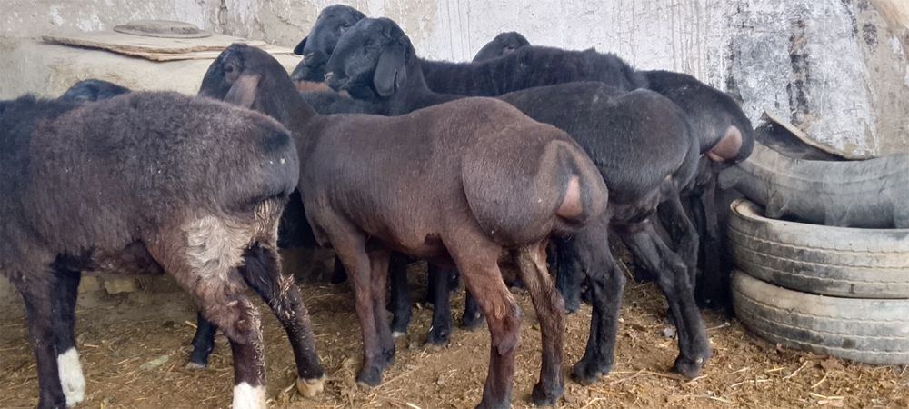 Бугоз куйлар 4500 дан