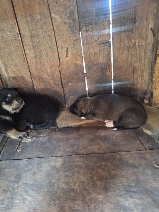 Отдам щенком в хорошие руки