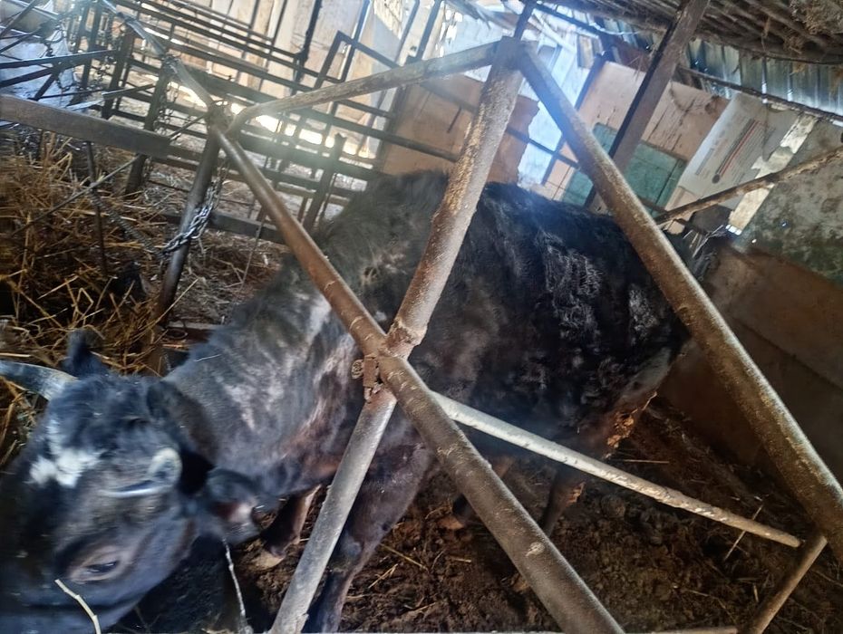 Продаются корова