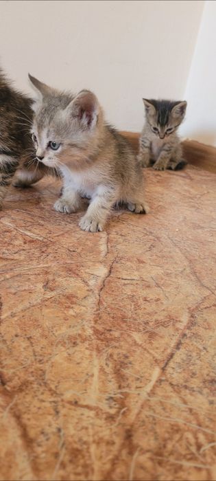 Отдам в добрые и ответственные руки