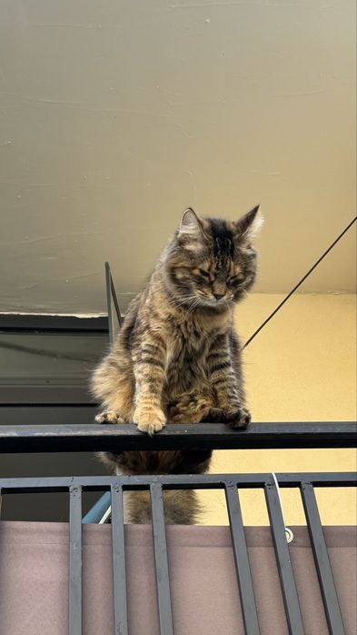 Потерялась Кошечка