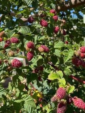 Разсад Логанбери налични 120 корена. Цена 1 корен - 3.50 лв (1.79  Евр