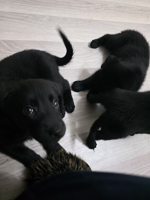 Продаются щенки метисы