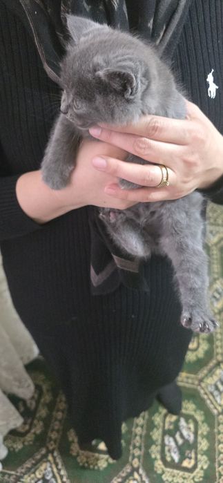 Mushuk bolari sotiladi