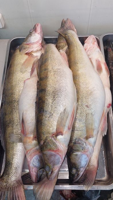 Продажа свежей речной рыбы и морепродуктов