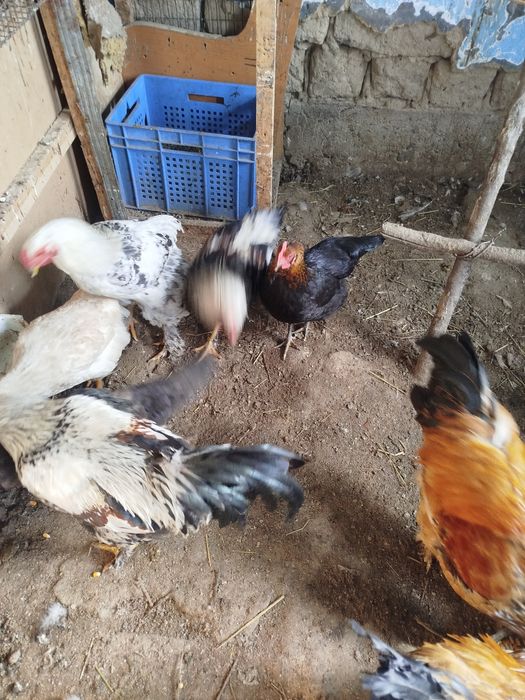 Куры петухи домашние