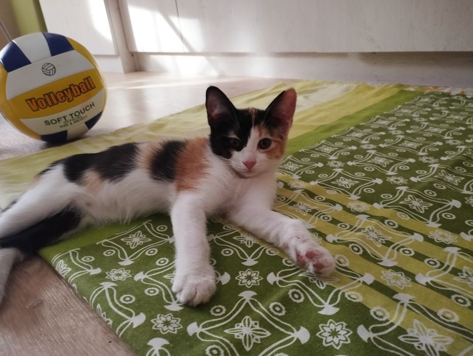 Красивая котенок