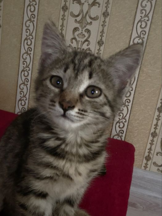 Котенок 6 месяцев
