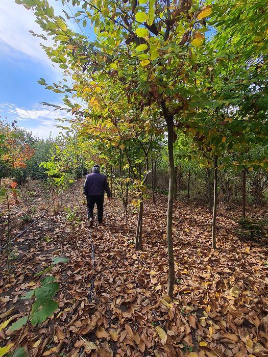 Vând arbori,paltin stejar,platan.tei