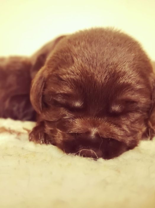 Pui Labrador Retriever cu pedigree tip A