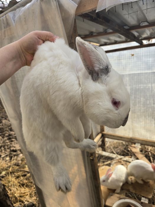 Quyonlar sotiladi. Куенлар бор хар хил. Кролики здоровые. Кролчата