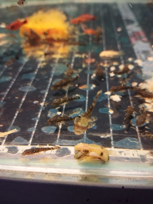 Сомики анцитрус для аквариума