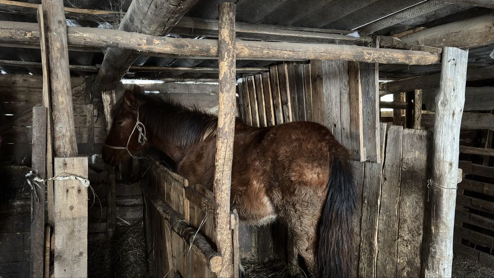 Продам тай еркек