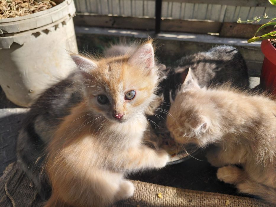 Отдам котят в хорошие руки