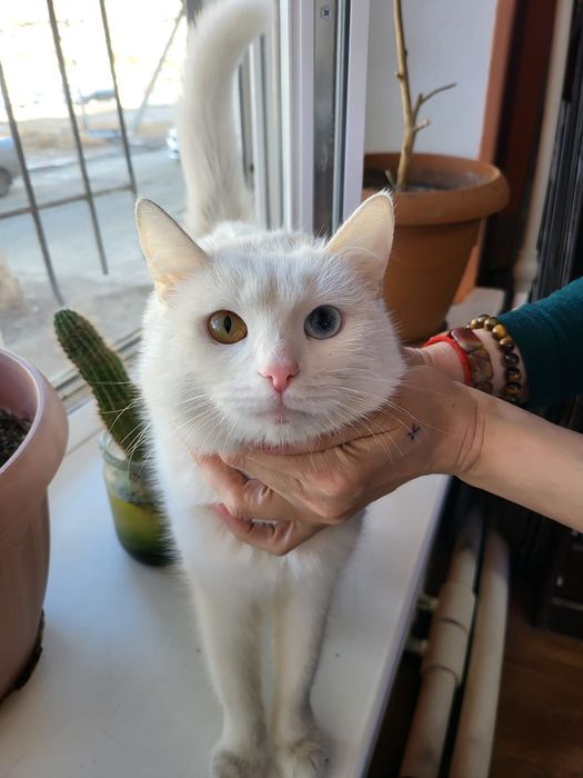 В добрые руки отдадим кошку