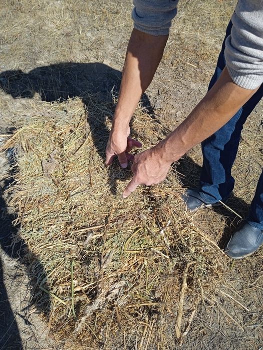 Продам сено разнотравье