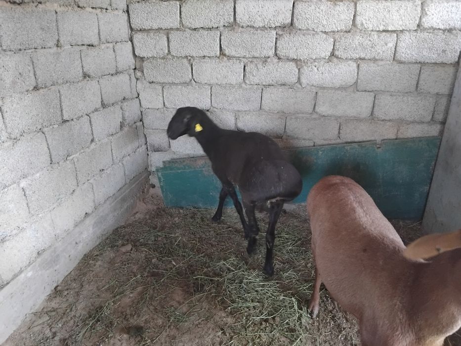 Продаётся Баран породистый