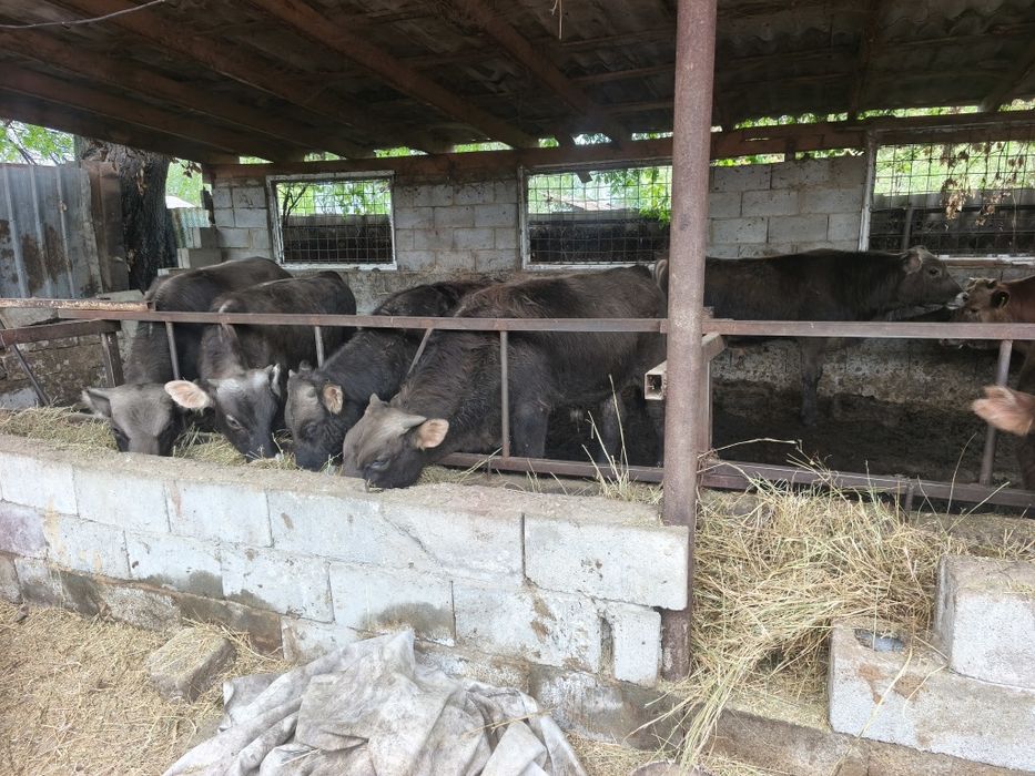 Бычки породы Алатау