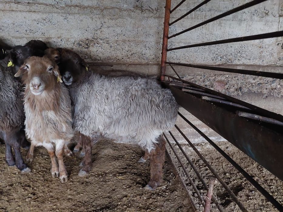 Семыз саулык кой