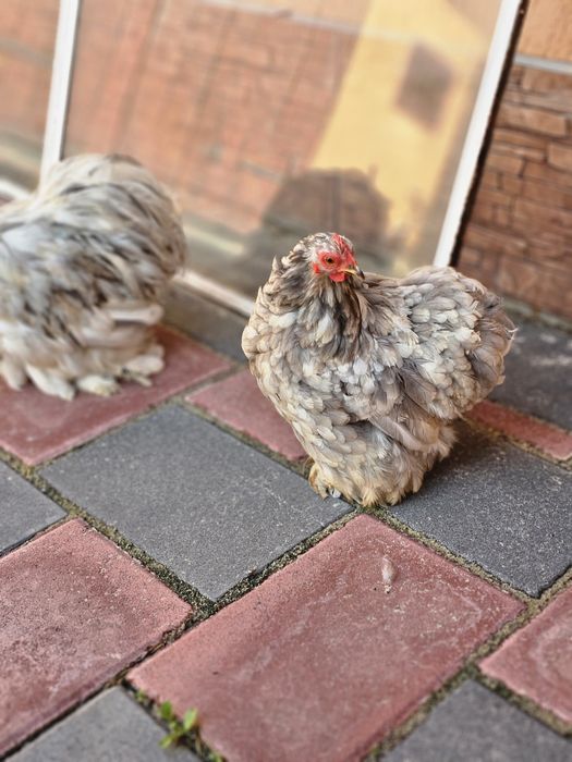 Sebright alb de vânzare