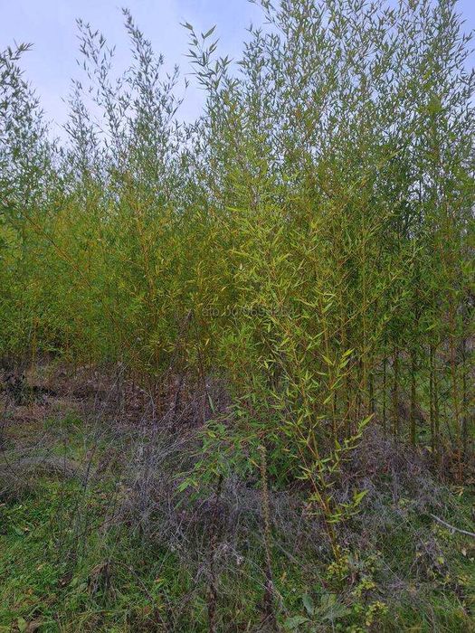 Продава се Парцел в с. Кичево, Област Варна - 797 кв.м за 21 €/кв.м - Снимка #3